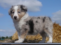 puppies