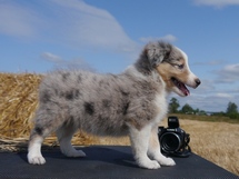 puppies