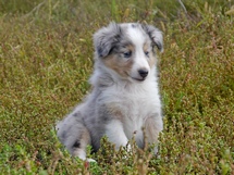 puppies