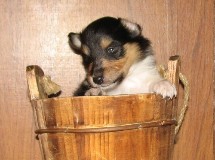 puppies