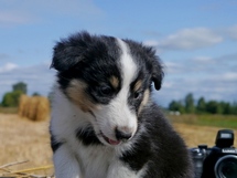 puppies