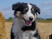 puppies
