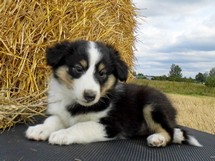 puppies