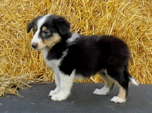 puppies