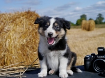 puppies