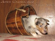 puppies