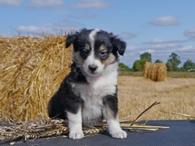 puppies