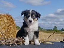 puppies
