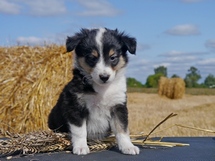 puppies