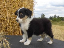 puppies