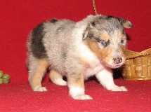 puppies