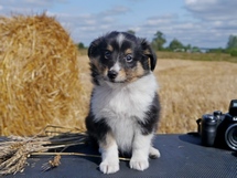 puppies
