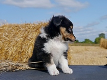 puppies