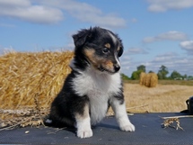 puppies