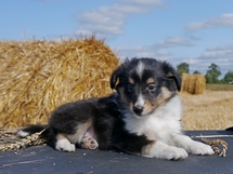 puppies