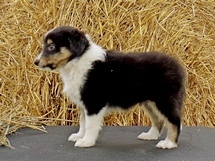 puppies