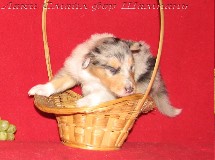 puppies