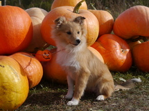 puppies