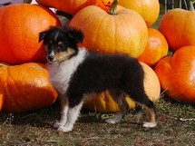 puppies