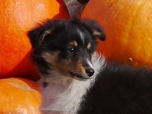puppies