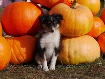 puppies