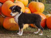 puppies