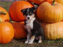 puppies