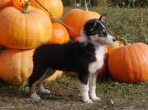 puppies