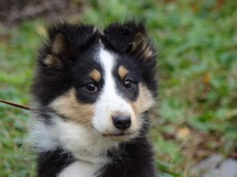 puppies