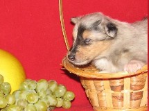 puppies