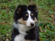 puppies