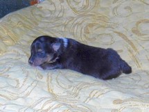 puppies