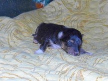 puppies