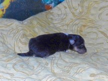 puppies