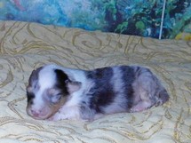 puppies