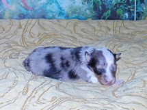 puppies