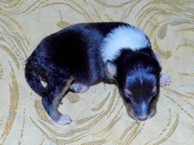 puppies
