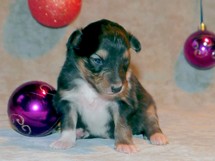 puppies