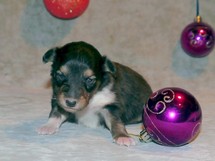 puppies