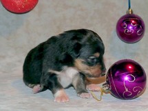 puppies