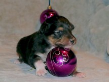 puppies