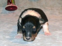puppies
