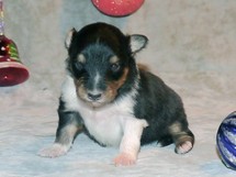 puppies