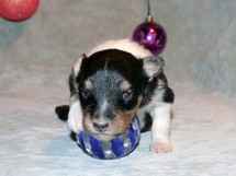 puppies