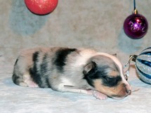 puppies