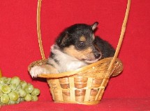 puppies