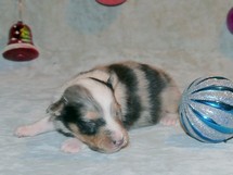 puppies