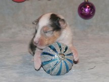 puppies
