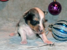 puppies