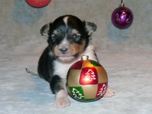 puppies